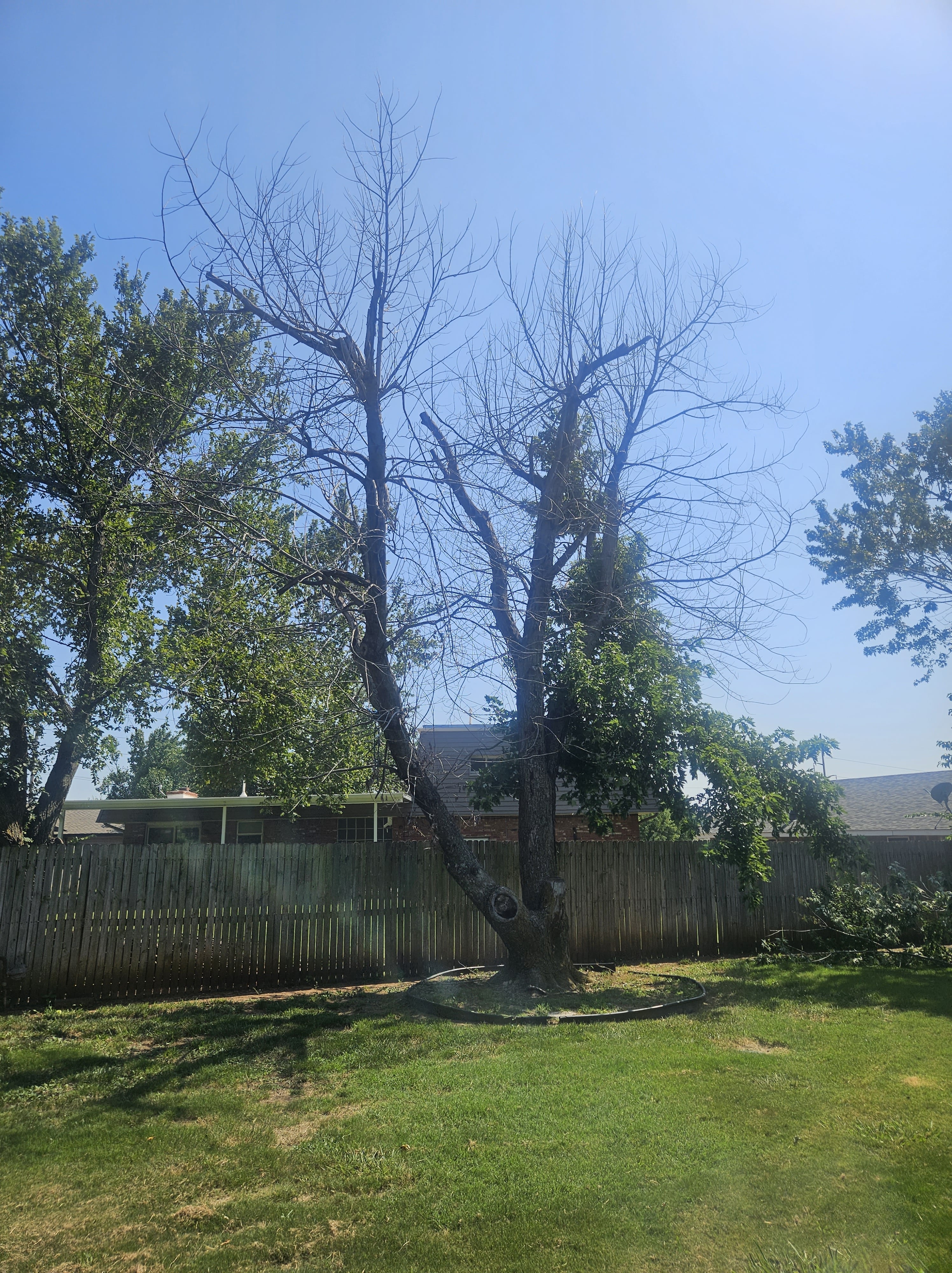 Grass & Trees, LLC Fully Insured Tree Removal Service in Moore, Norman & South OKC